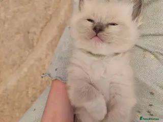 Ragdoll cats BEAUTIFUL PUREBRED BLUE COLOURPOINT RAGDOLLS - Advert 2