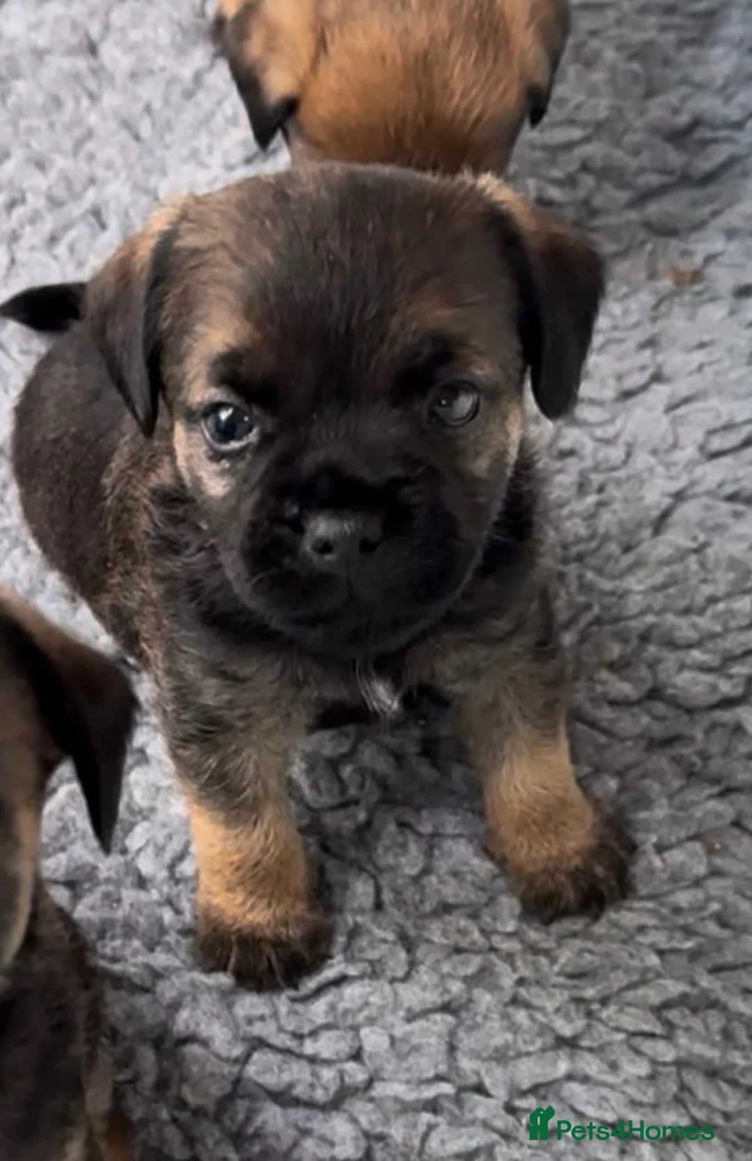 Border Terrier dogs for sale: Stunning KC Border terriers - Advert 7