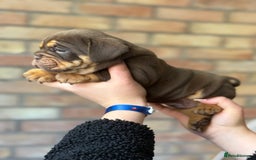 Mixed Breed dogs for sale: Bulldog de Bordeaux  - Image 8