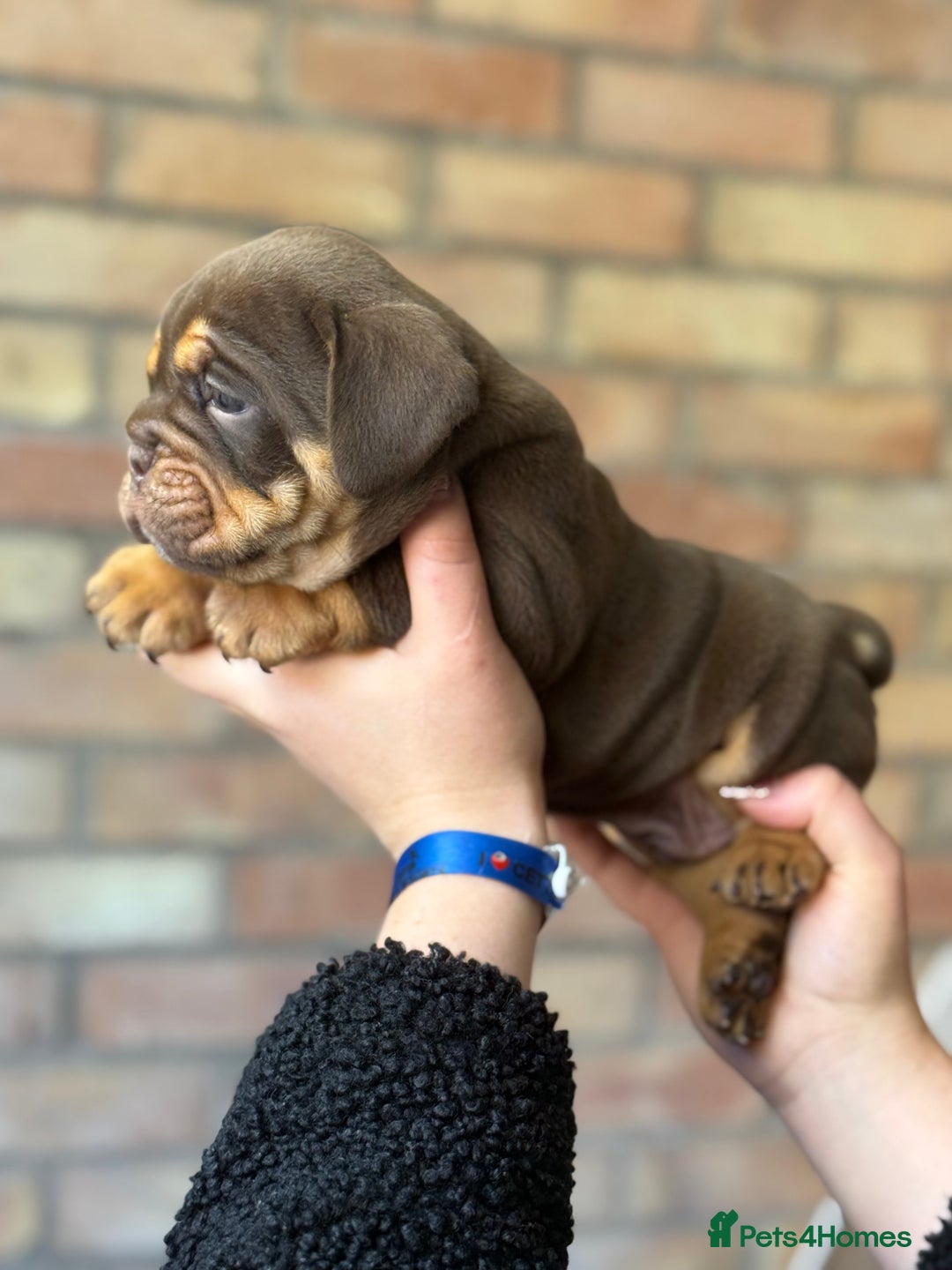 Mixed Breed dogs for sale: Bulldog de Bordeaux  - Image 8