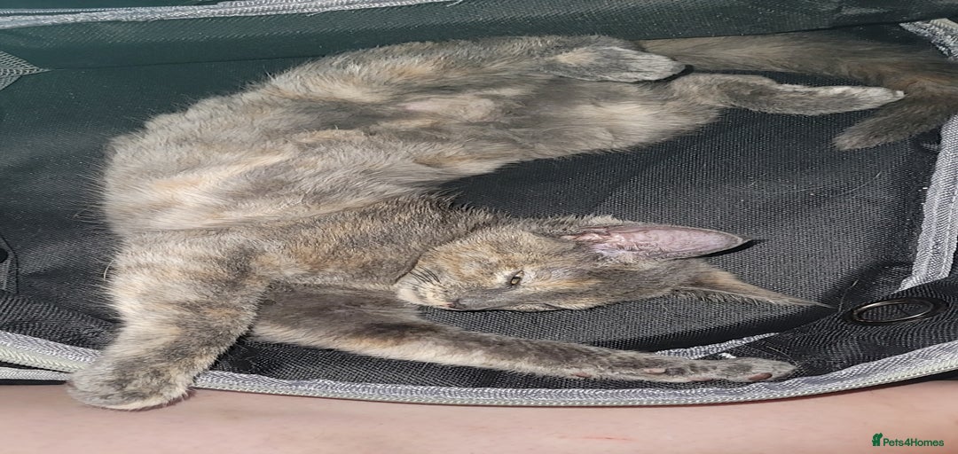 Gallery Image {{count}}