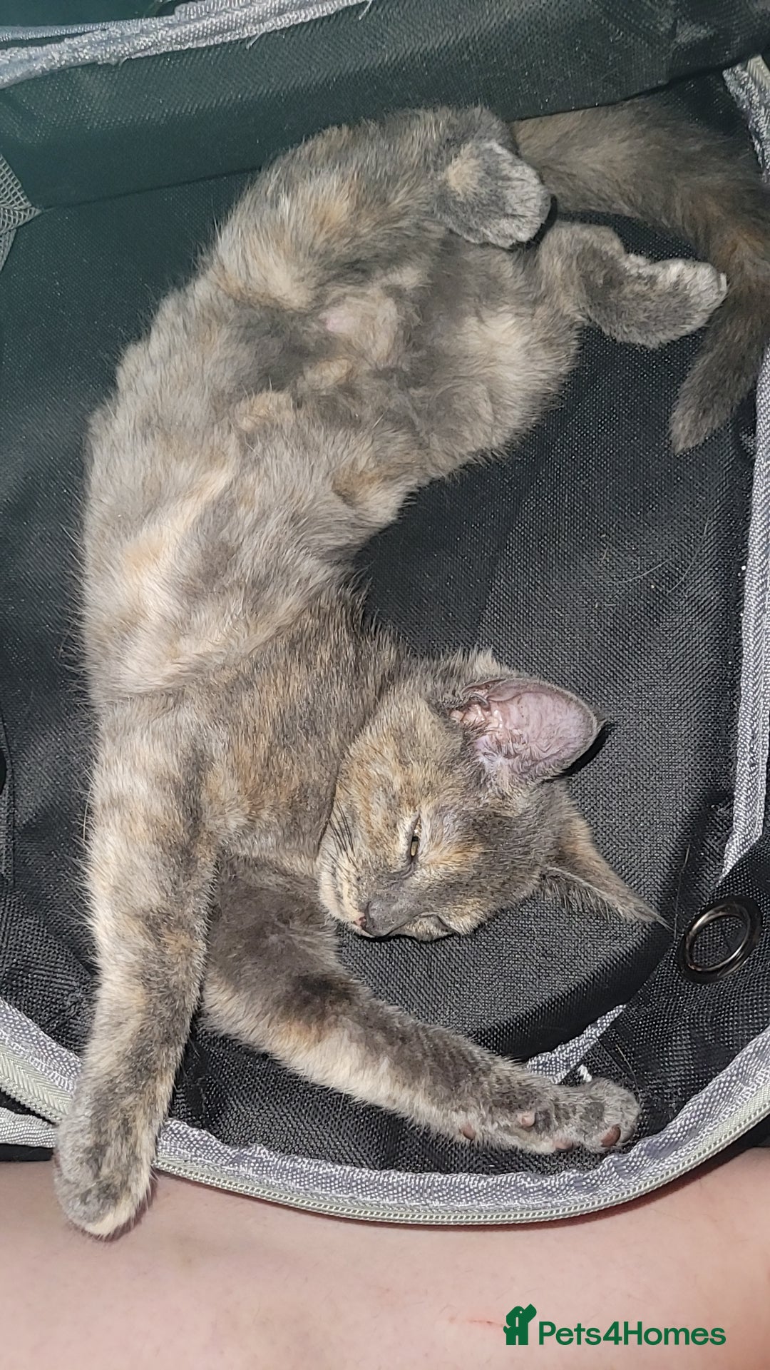 Gallery Image {{count}}