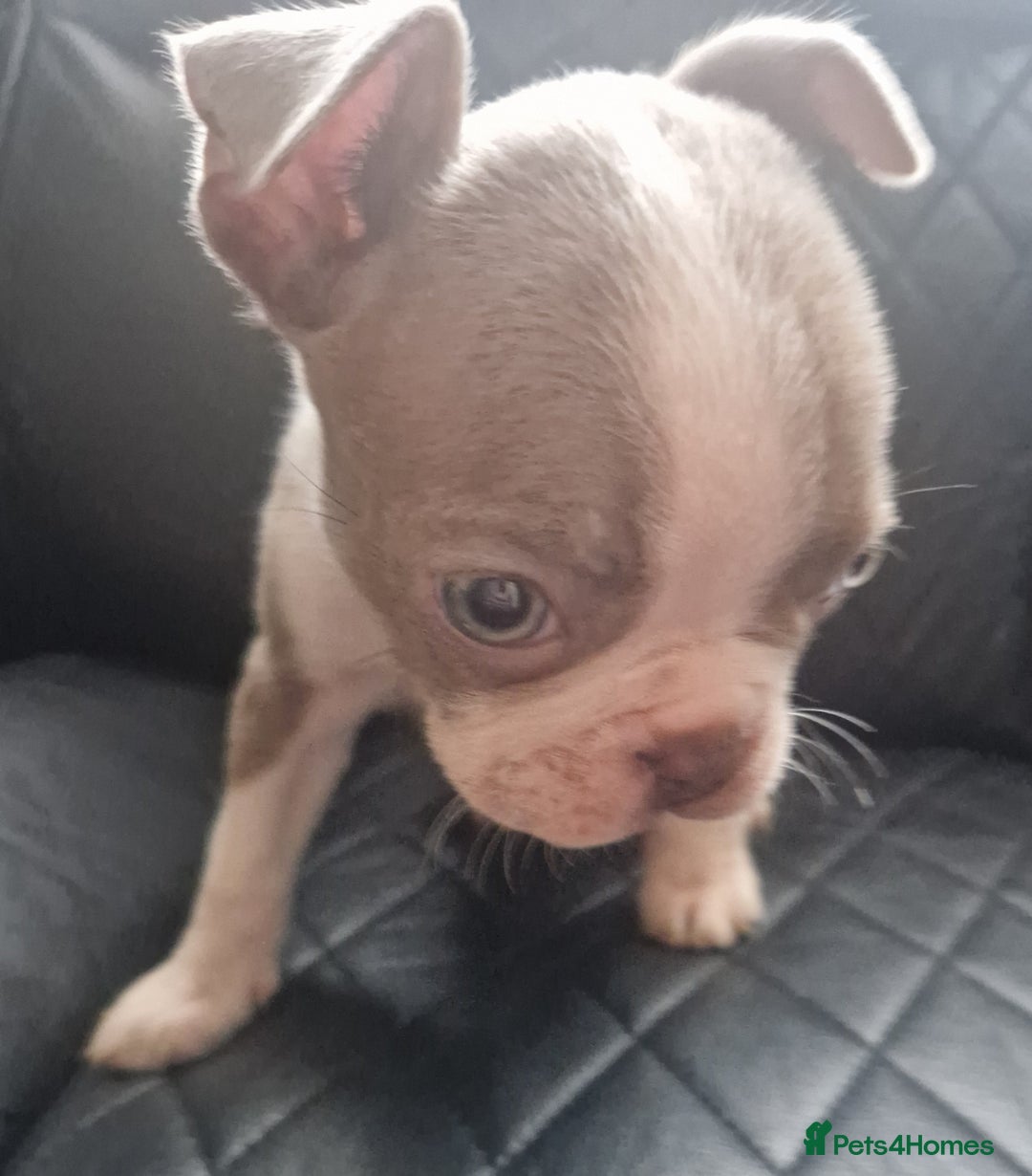 Boston Terrier dogs for sale: Stunning Champagne boston bitch for sale  - Advert 6