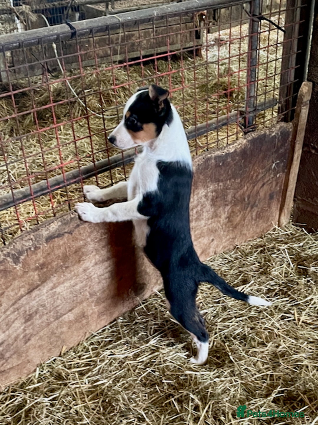 Mixed Breed dogs for sale: Welsh Sheepdog Cross Puppies - Advert 9