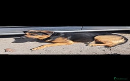 Rottweiler dogs for sale: Stunning Litter Of Shepweiler X Mastiff Pups - Image 13