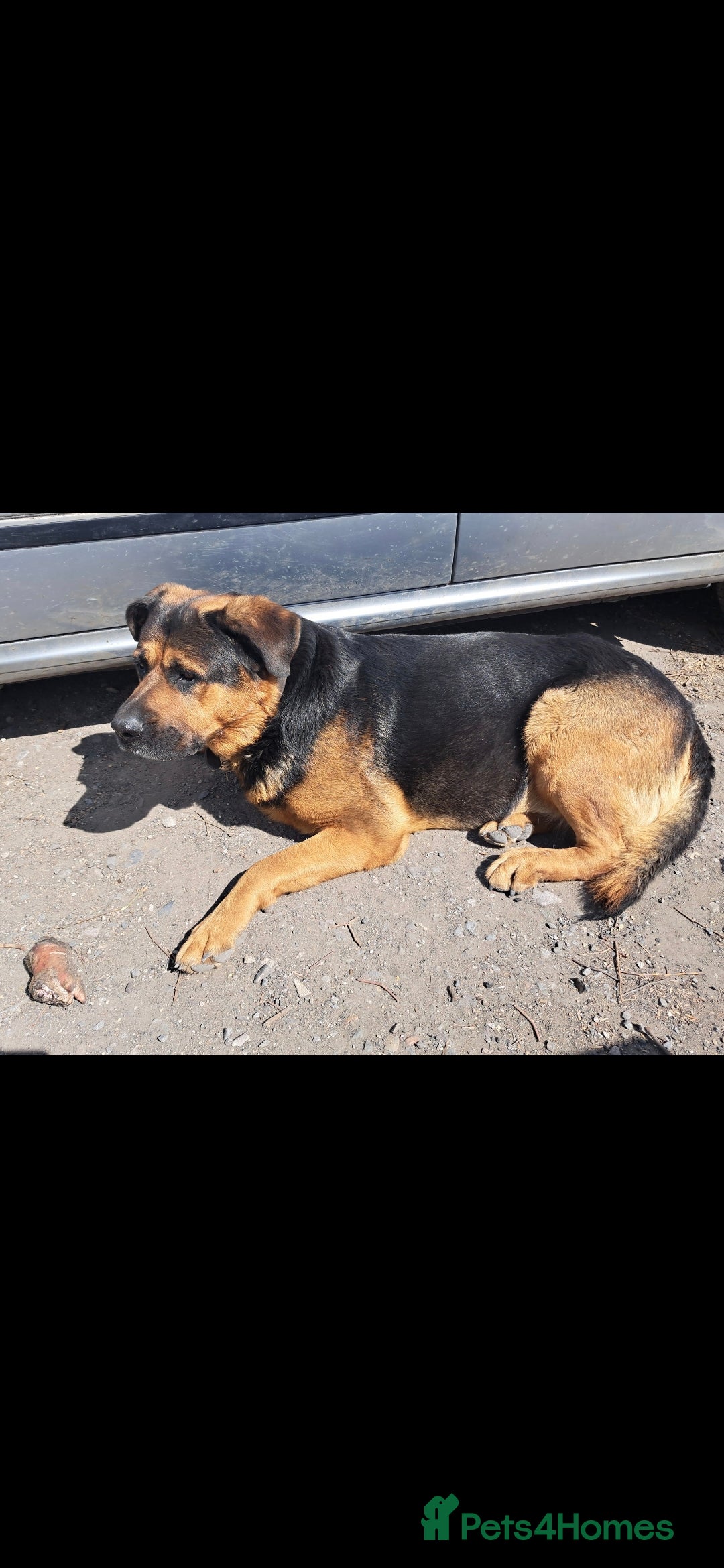 Rottweiler dogs for sale: Stunning Litter Of Shepweiler X Mastiff Pups - Image 13