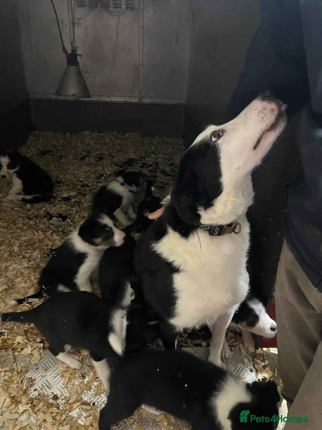 Border Collie dogs for sale: 12 weeks old lovely girl ready to go - Advert 8