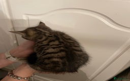Mixed Breed cats for sale: Beautiful kittens 3 female  - Image 8