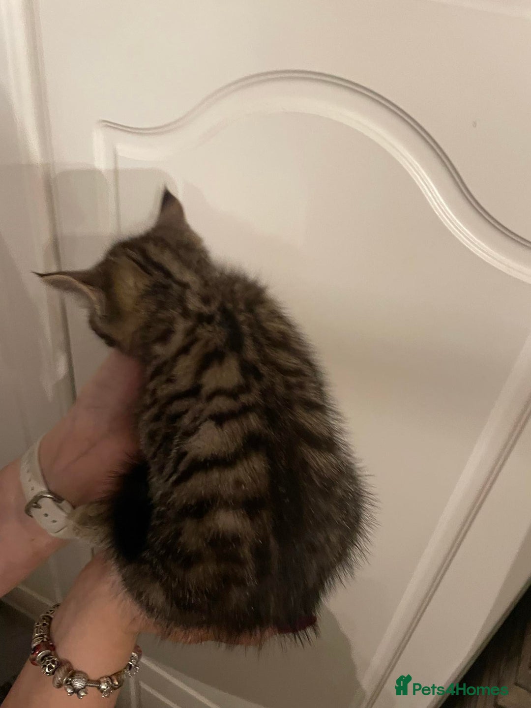 Mixed Breed cats for sale: Beautiful kittens 3 female  - Image 8
