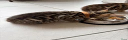 Bengal cats for sale: Quality Bengal kittens in Harrow - Advert 15