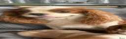 Cavalier King Charles Spaniel dogs for sale: Cavalier King Charles puppy’s - Advert 2