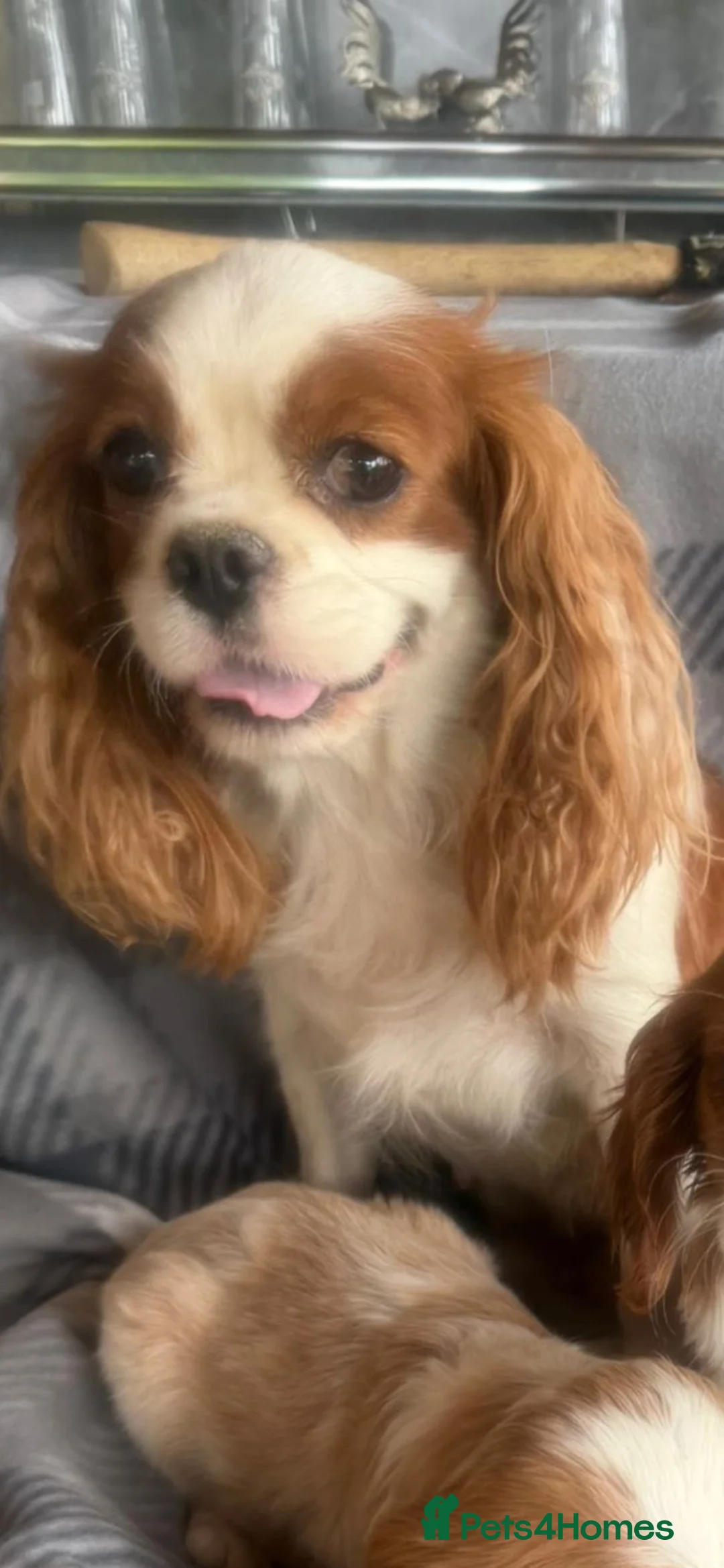 Cavalier King Charles Spaniel dogs for sale: Cavalier King Charles puppy’s - Advert 2
