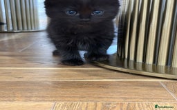 Ragdoll cats for sale: Ragdoll mix Bombay  - Image 8