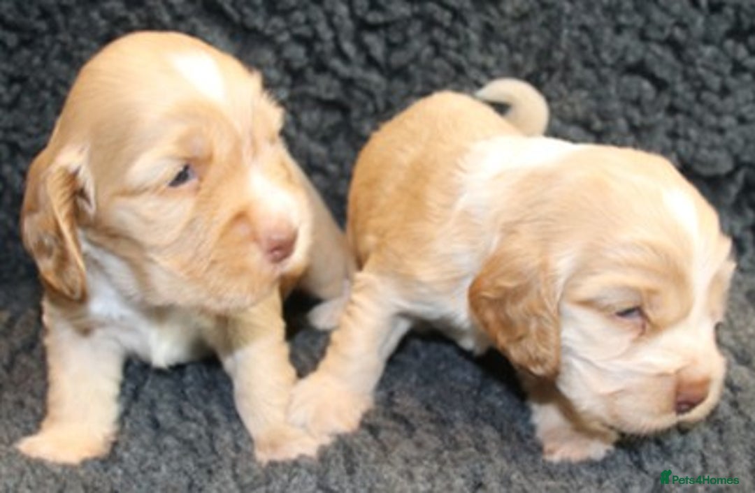 Cocker Spaniel dogs for sale: Stunning Show Cockers-Health Checked,KC Registered - Image 7