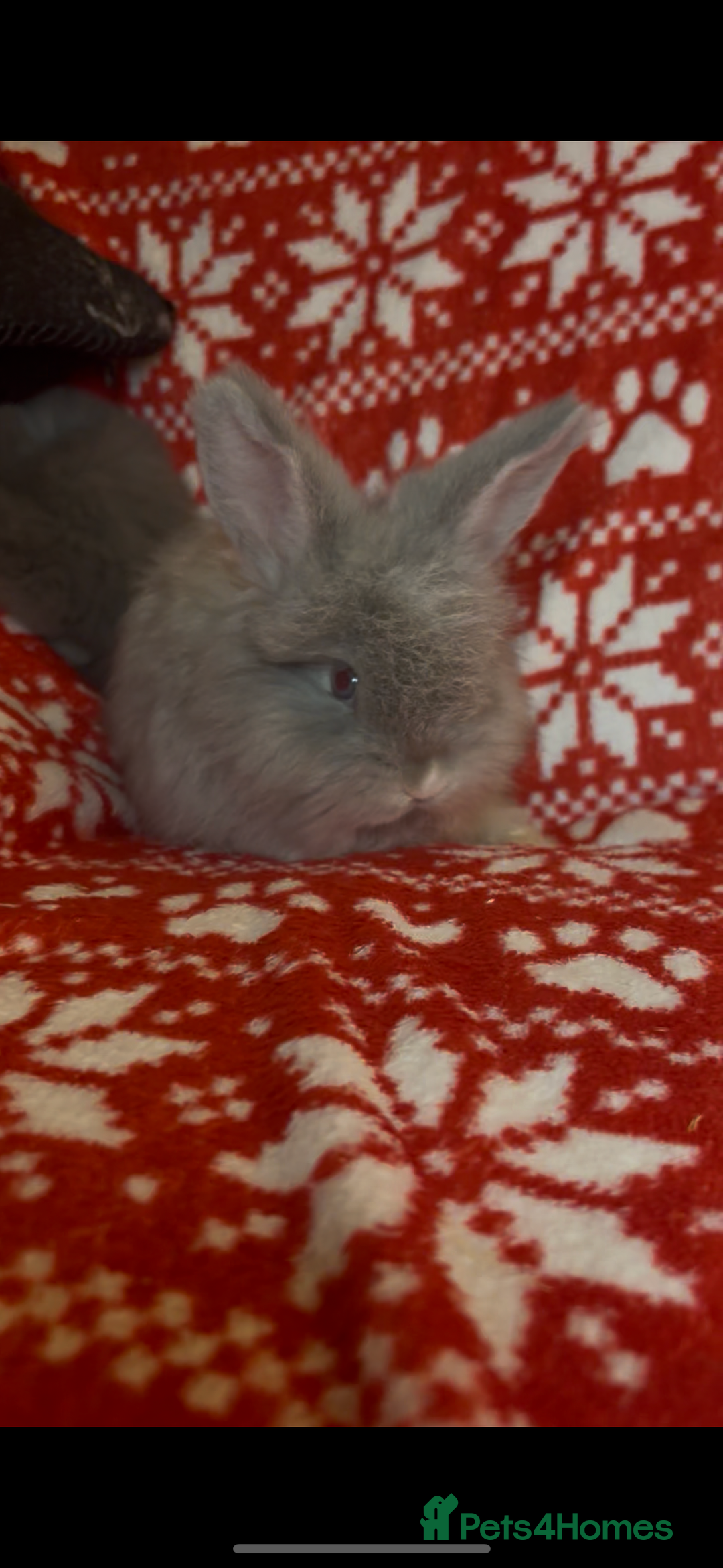 Mini Lop rabbits for sale: Gorgeous little mini lop baby bunnies ready now - Image 7