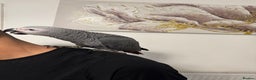 Parrots birds for sale: Hand reared  fully tame baby  African grey parrot  - Advert 8