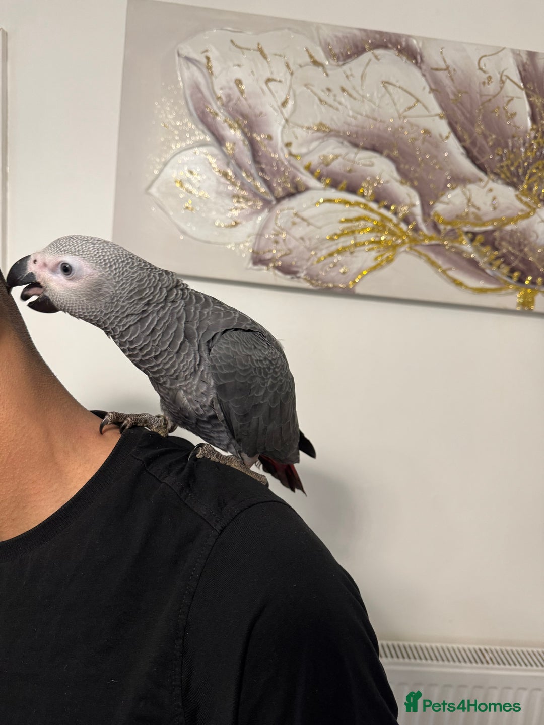 Parrots birds for sale: Hand reared  fully tame baby  African grey parrot  - Advert 8