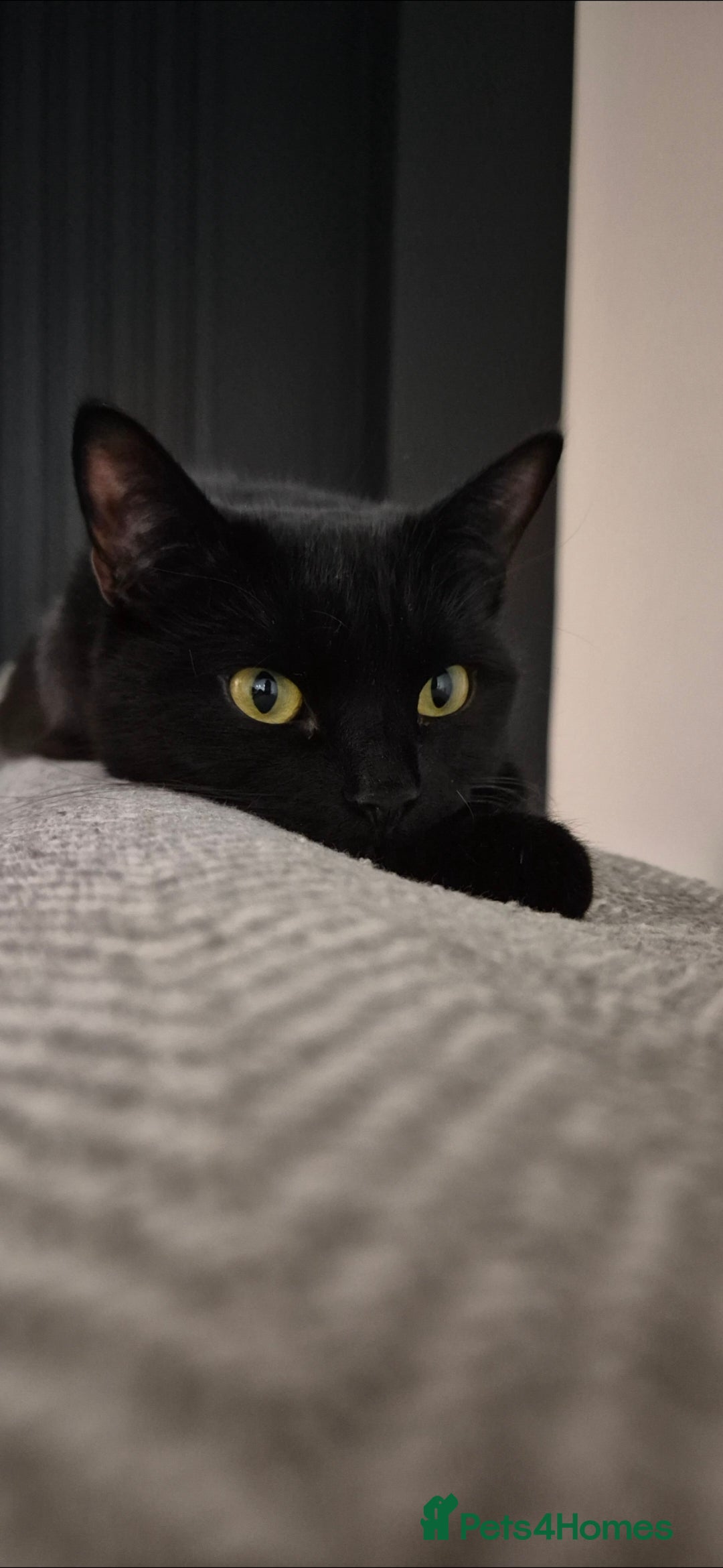 British Shorthair cats Black Domestic Shorthair - 1 1/2yrs in Walsall - Advert 1