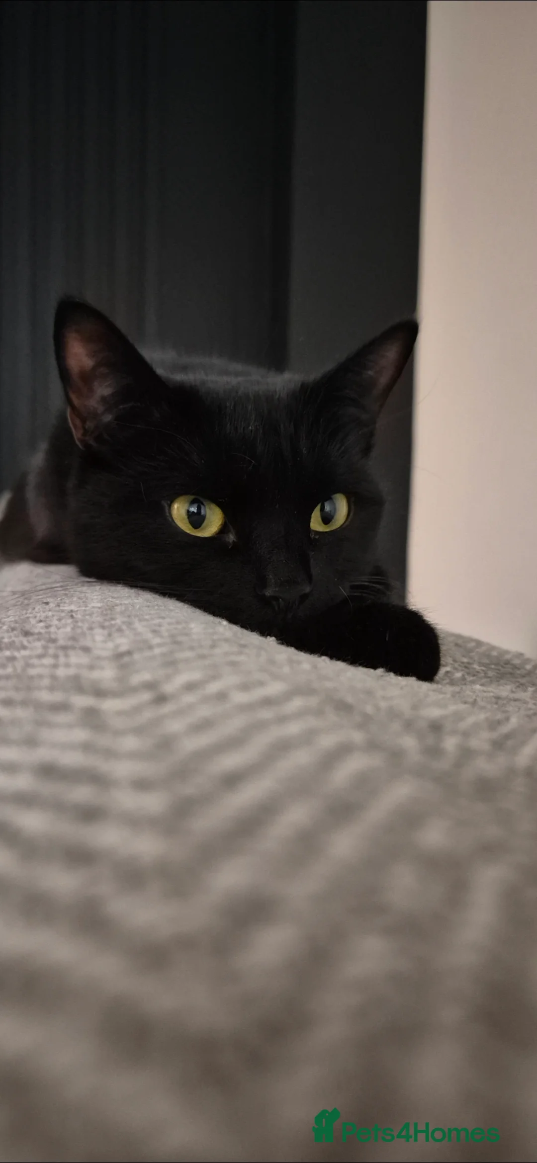 British Shorthair cats for sale: Black Domestic Shorthair - 1 1/2yrs in Walsall - Advert 1