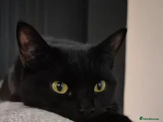 British Shorthair cats Black Domestic Shorthair - 1 1/2yrs in Walsall - Advert 1