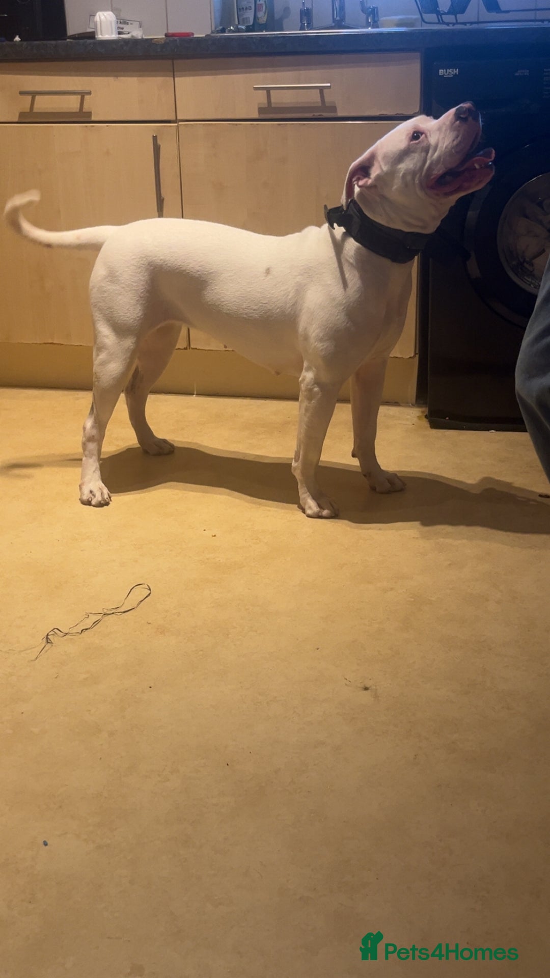 American Bulldog dogs for sale: lulu  - Advert 4