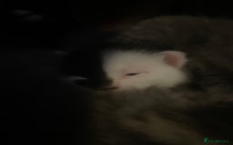 British Longhair cats for sale: 3 beautiful kittens  - Image 3