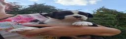 Boxer dogs for sale: Boxer pups, flashy brindle, red, white - Advert 4