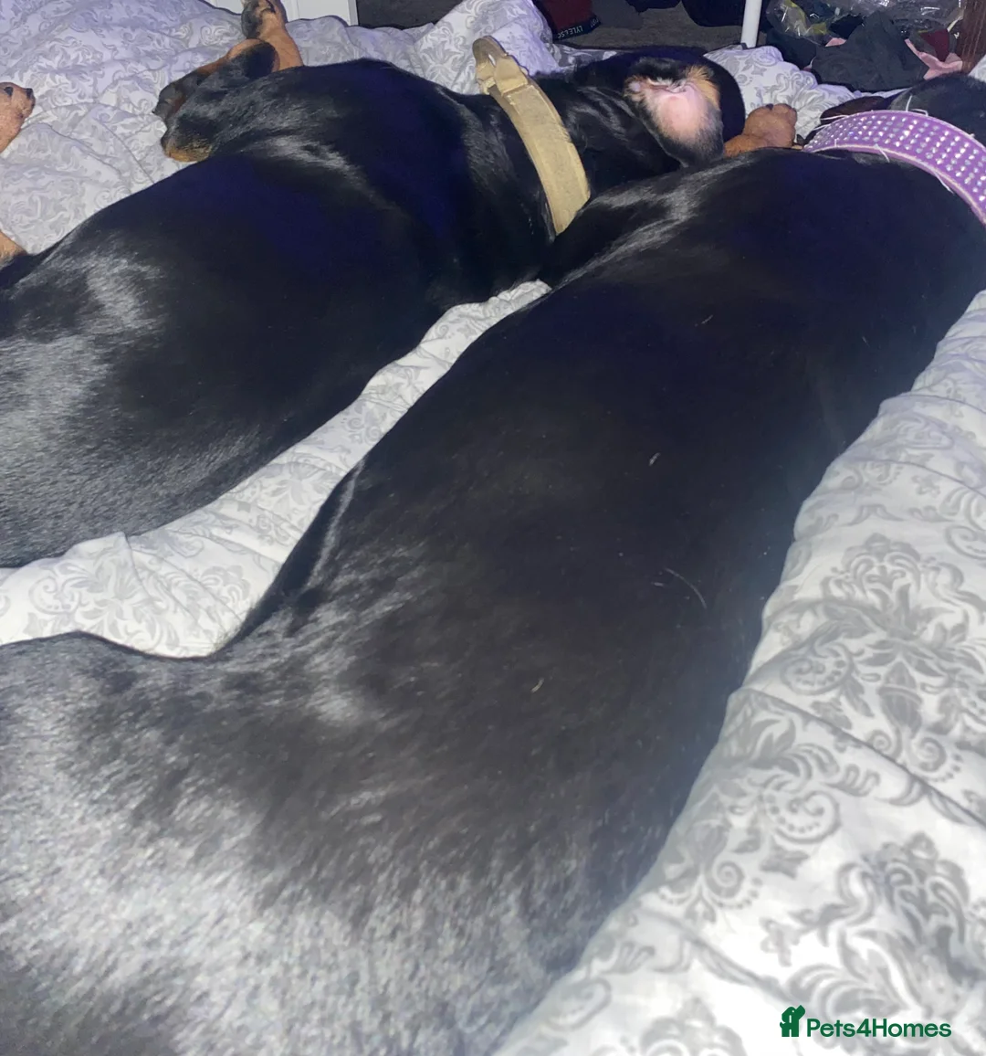 Rottweiler dogs for sale: Germany and America Rottweiler mix - Advert 4