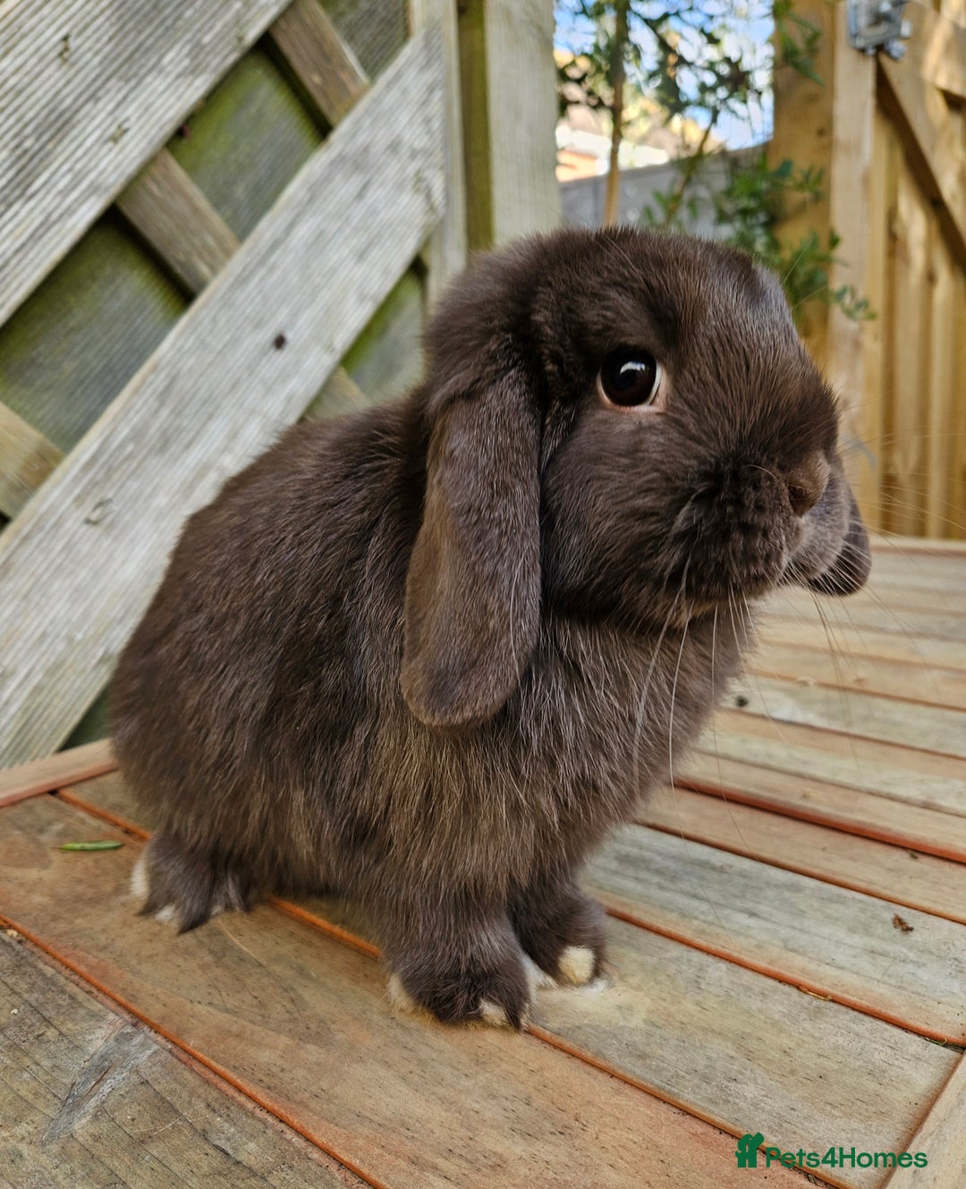 Mini Lop rabbits for sale: Mini lop babies - Image 5