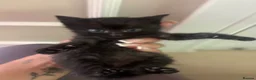 Mixed Breed cats for sale: Kittens for sale  - Advert 7