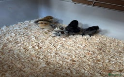 Chickens poultry for sale: Day old bantam silkie chicks  - Image 1