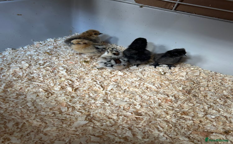 Chickens poultry - Advert 1