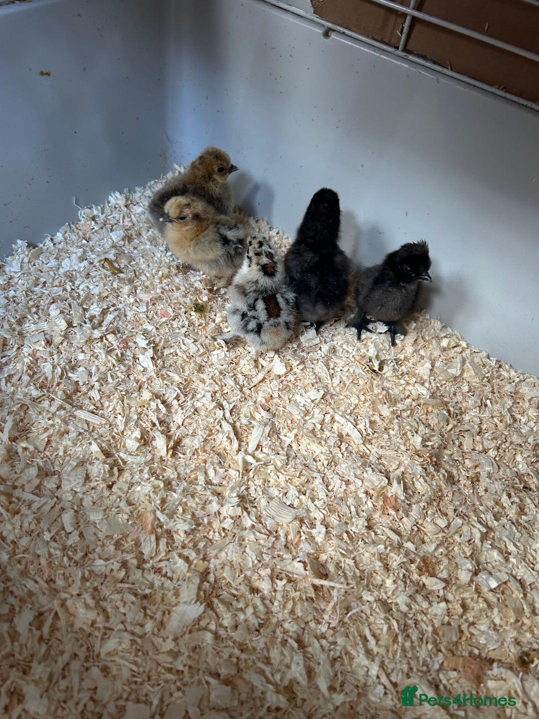 Chickens poultry for sale: Day old bantam silkie chicks  - Image 1