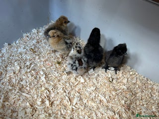 Chickens poultry - Advert 33