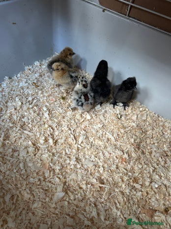 Chickens poultry - Advert 19