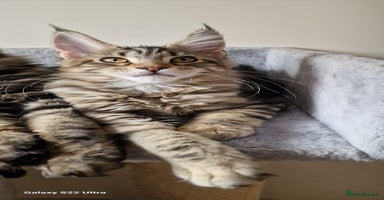 Maine Coon cats - Advert 8