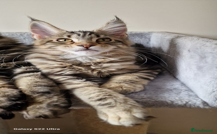 Maine Coon cats - Advert 14