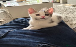 Mixed Breed cats for sale: TABBY/TORTOISESHELL/WHITE KITTENS X5 - Image 10