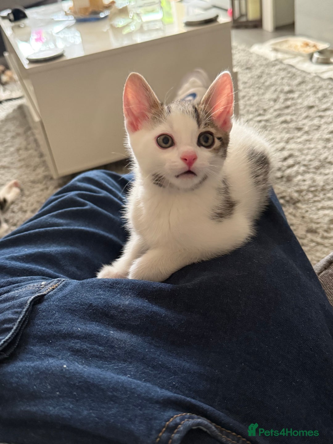 Mixed Breed cats for sale: TABBY/TORTOISESHELL/WHITE KITTENS X5 - Image 10