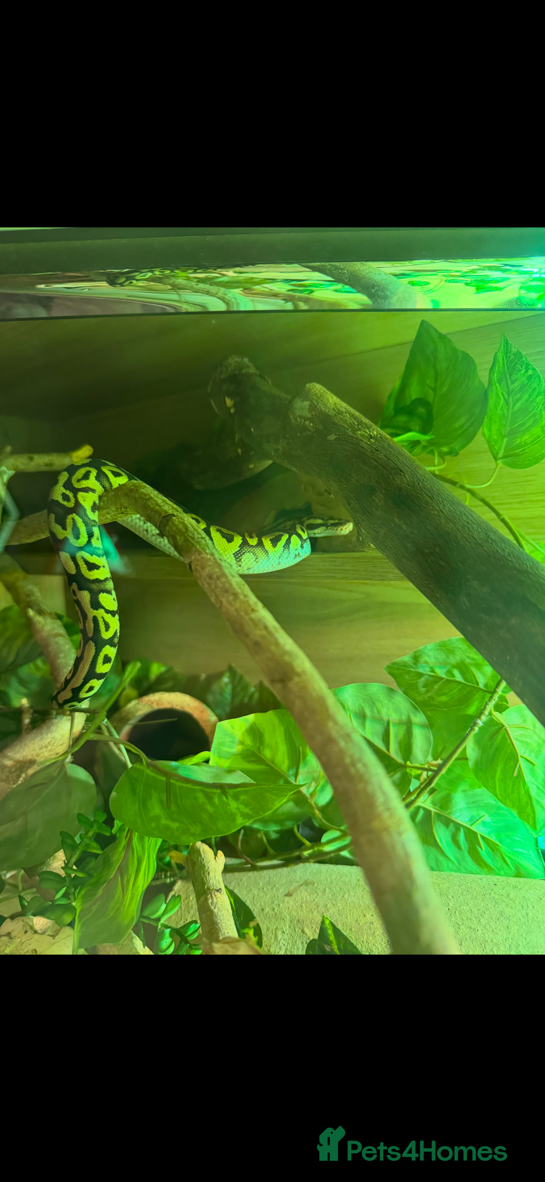 Python Snake reptiles for sale: Royal/Ball python x2 - Advert 5