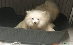 Pomeranian dogs for sale: Pomeranian puppies - Image 3