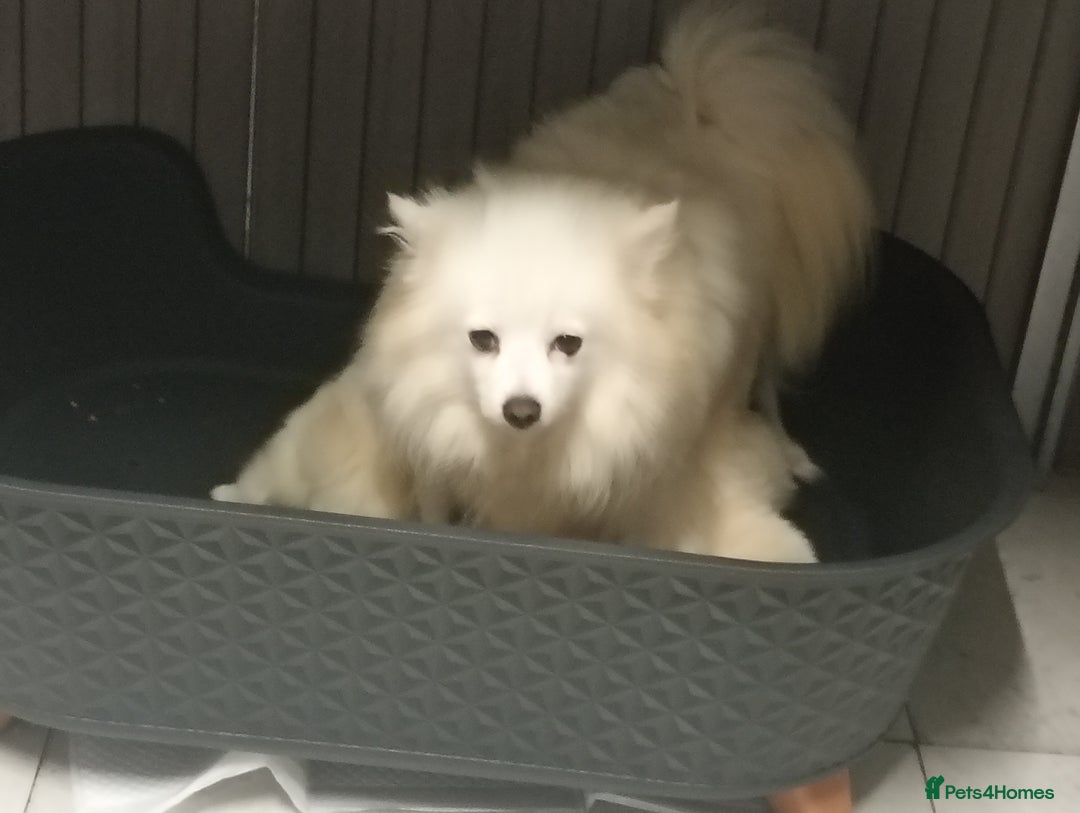 Pomeranian dogs for sale: Pomeranian puppies - Image 3