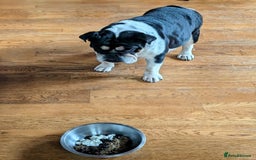 English Bulldog dogs for sale: 🐶🩵 English Bulldog Puppies for Sale 🐾✨ - Image 10