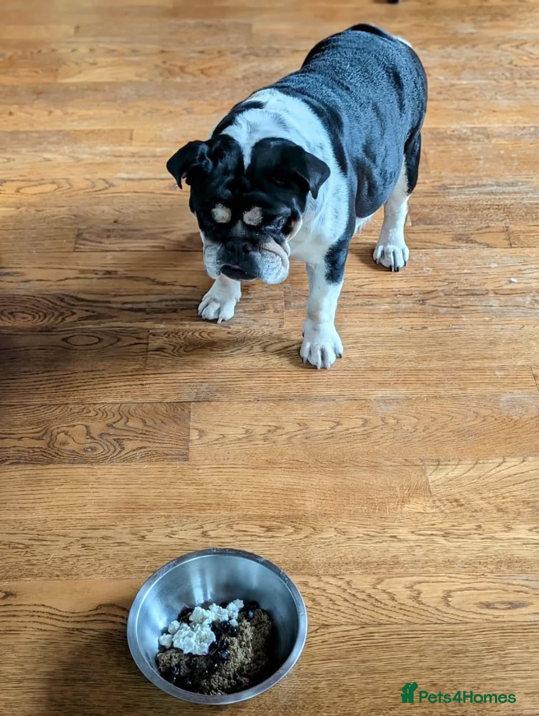 English Bulldog dogs for sale: 🐶🩵 English Bulldog Puppies for Sale 🐾✨ - Image 10
