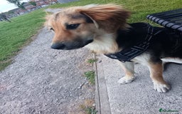 Mixed Breed dogs for adoption: HOPE – “Please, I need a new home …” 🙏🏼 - Image 5