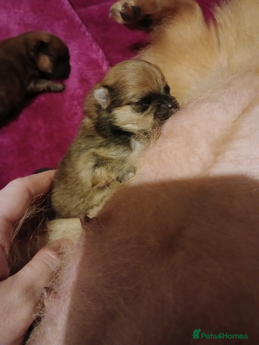 Pomeranian dogs for sale: Male pomerian  - Advert 3