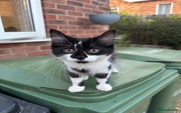 Mixed Breed cats for sale: Fluffy long haired male  - Image 4