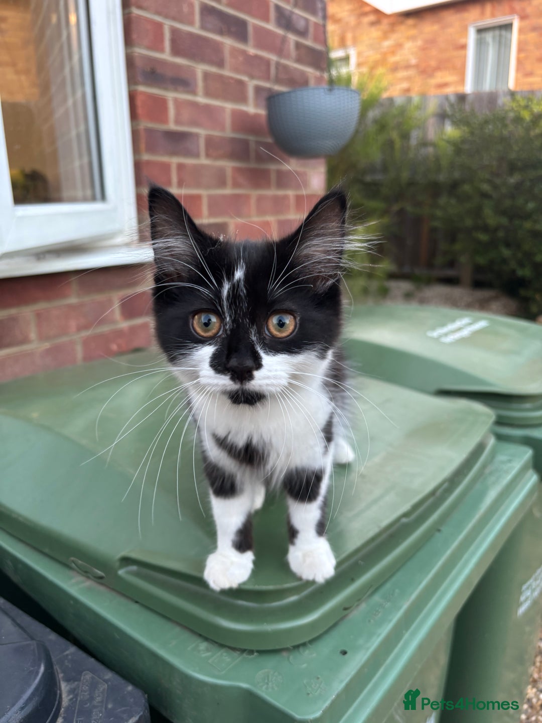 Mixed Breed cats for sale: Fluffy long haired male  - Image 4