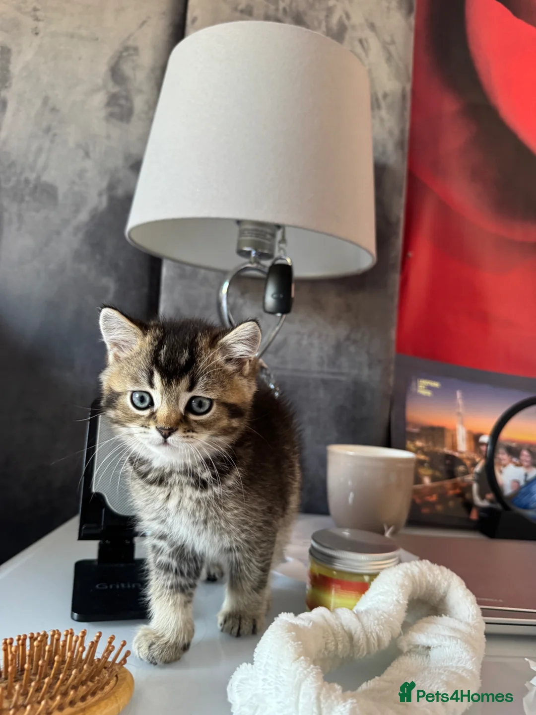 British Shorthair cats for sale: 😻British Shorthair Chinchilla Kittens Available  - Advert 2