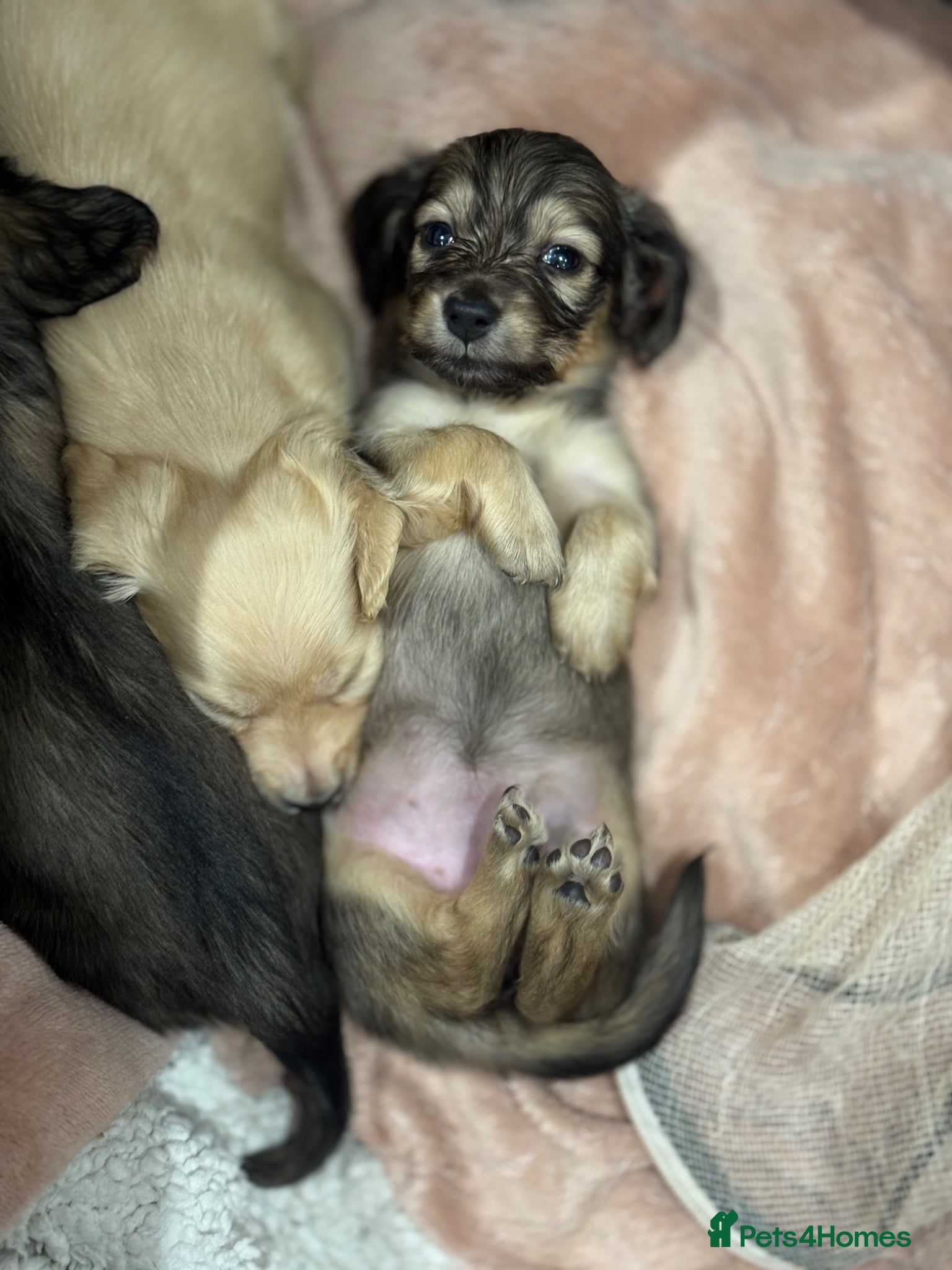 Miniature Dachshund dogs Cream & Shaded Cream KC Mini Dachshunds  - Advert 2